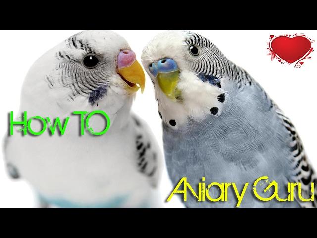 How to Set up a Cage for Breeding Budgies !