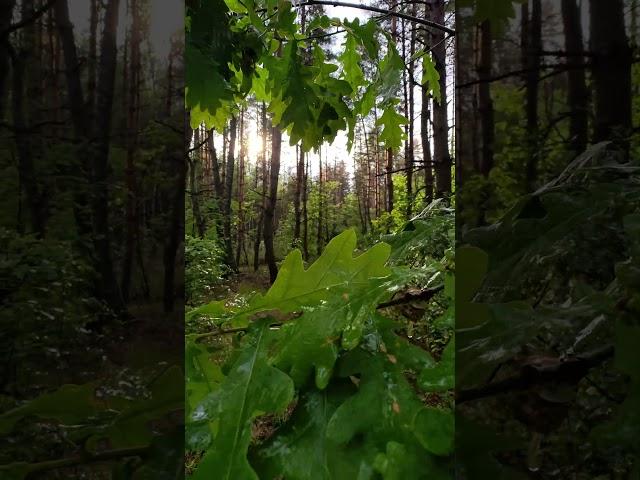 Звуки леса после летнего дождя.#природа#лес#nature#forest