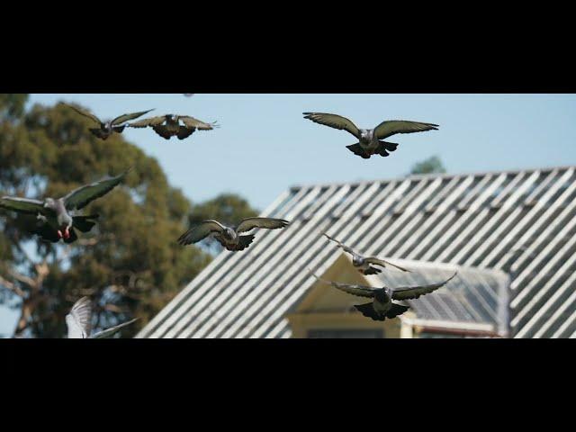 Most Livable St Kilda Lifestyle - M333 St Kilda Development - Gizmo Drone Shots
