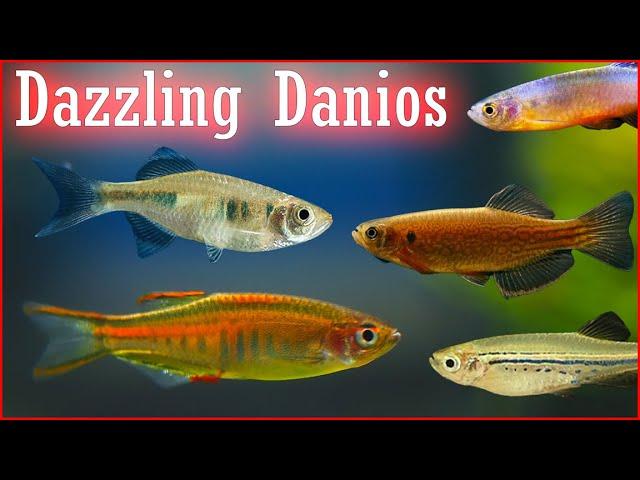 Dashing Danios: 8 Species For Your Aquarium