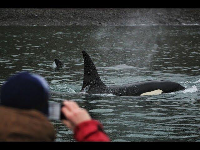 ORCAS in Eyjafjord 23.09.2017 - Elding Whale Watching Akureyri