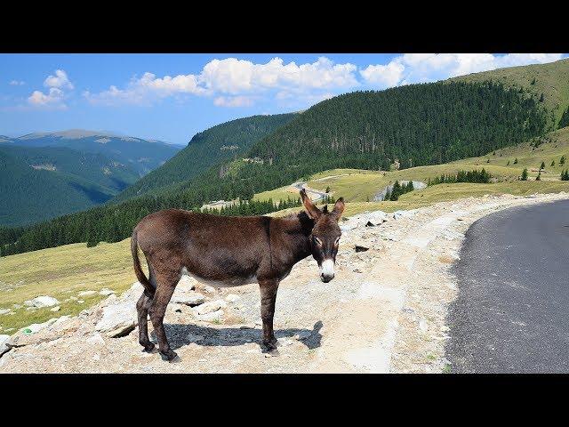 TRANSALPINA 2016 [OBARSIA LOTRULUI - RANCA]