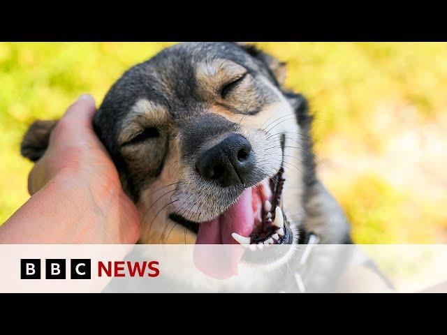 Australia’s $22bn love for pets | BBC News