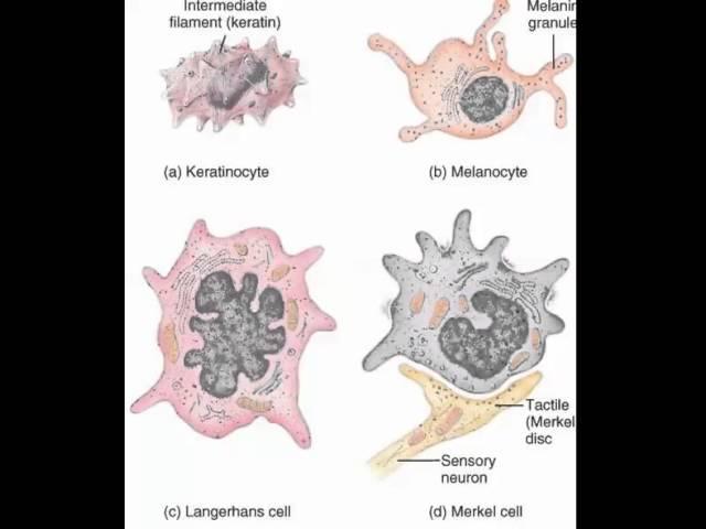 Keratinocytes, Melanocytes, Merkel cells, Langerhans cells