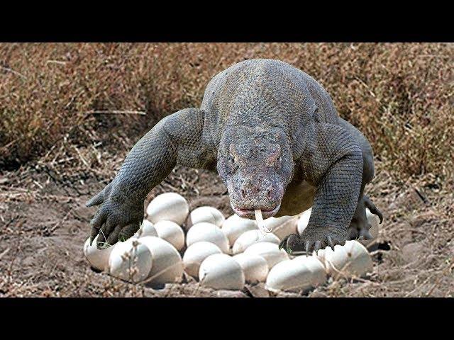 Komodo dragon laying eggs in cave in komodo island indonesia