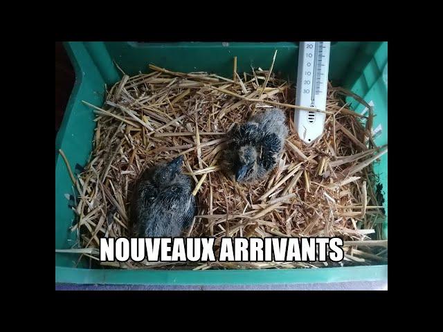 Nouveaux arrivants