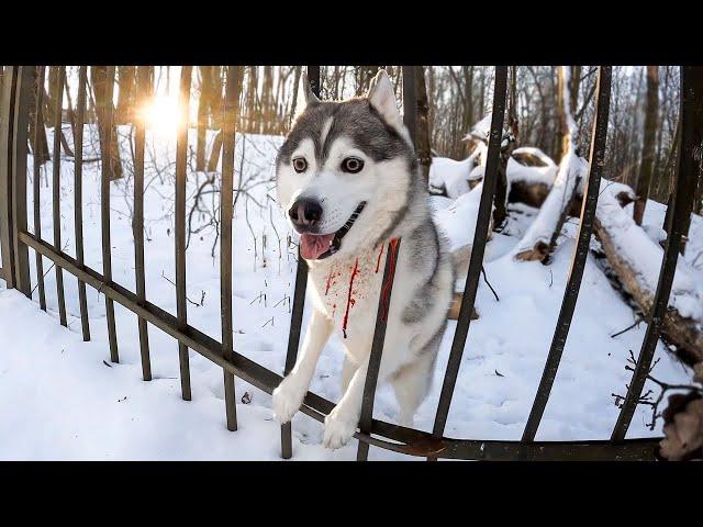 ХАСКИ ЗАСТРЯЛ В ЗАБОРЕ В ЧУЖОМ ДВОРЕ