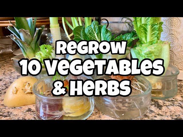 10 Vegetables You Can Regrow from Kitchen Scraps - Get FREE SEEDS!