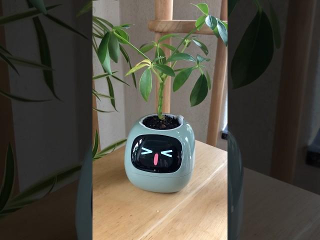 I get notifications when hes thirsty 🪴 #planter #plants #cuteplanter #plantlover #viral