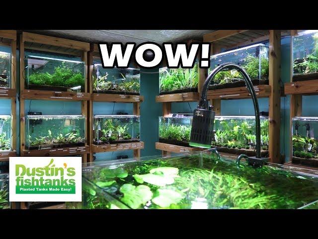 AMAZING AQUARIUM STORE PART 2: Aquarium Zen Tour