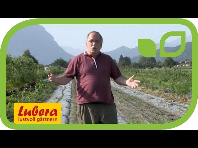 Erdnüsse aus dem eigenen Garten - Lubera selektioniert Erdnuss-Sorten für den Hausgarten