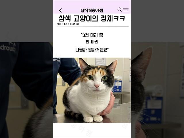 삼색 고양이의 정체ㅋㅋ