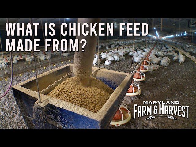 What is Chicken Feed Made From??  |  MD F&H