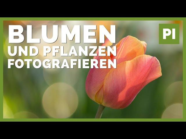 Blumen & Pflanzen fotografieren ️ Tipps und Kameraeinstellungen!