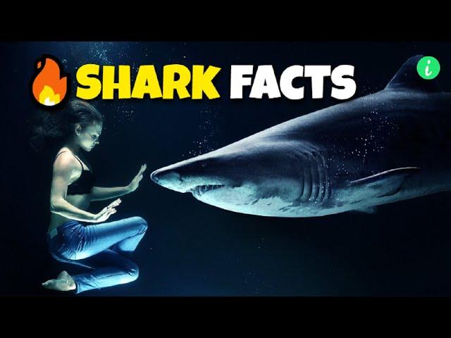 Shark: Top 10 Mind-Blowing Facts About Sharks | Shark Facts | Info Hifi