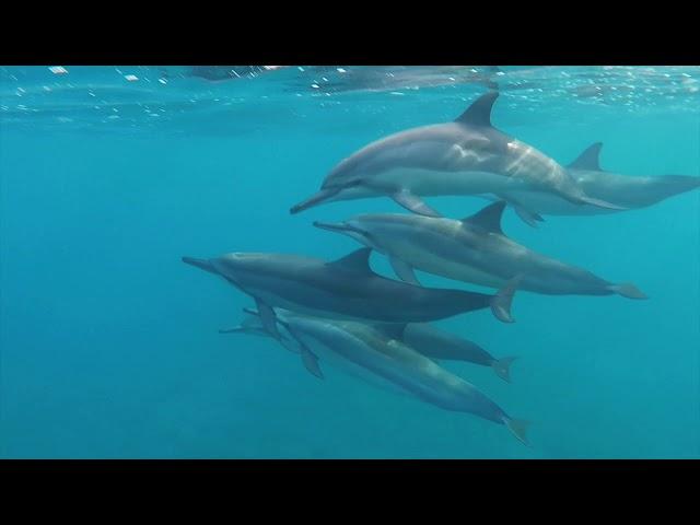 Swimming With Dolphins In Oahu