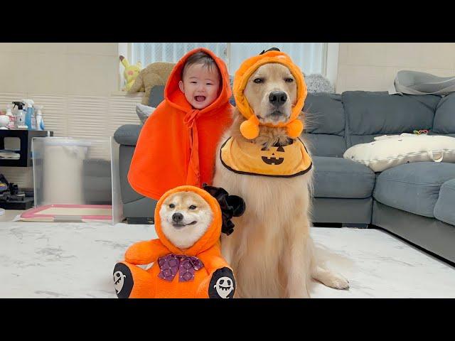 赤ちゃんと愛犬たちにハロウィンの仮装をさせたらあまりにも可愛すぎました...