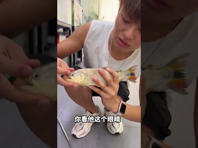 I had another fish-farming accident and lost a great deal! #Lu Wei Senior #皇冠狗头 #黄金河虎 #鲁伟学长
