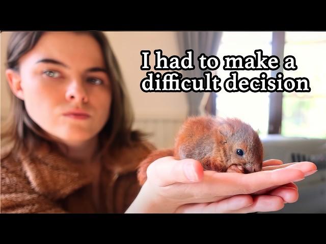 Baby Squirrels' Release to the Wild doesn’t go to plan