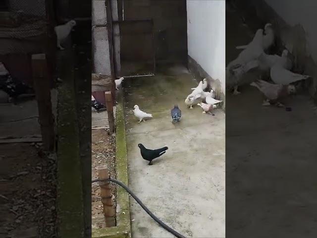 Голуби Мира ! Таджикистан Душанбе красота #pigeons #голуби #kabutar #племенные