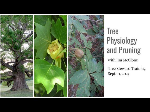 Tree Physiology and Pruning with Jim McGlone