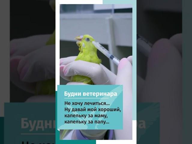 Выпаивание лекарство попугаю