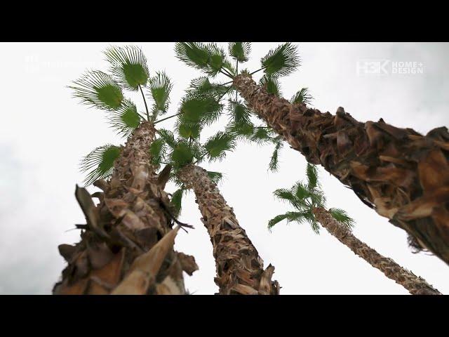 H3K Home+Design - Palm Springs: Installing/Moving giant palm trees