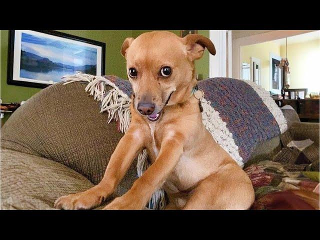 100 FUNNIEST Dog, Cat and Animal will Make You LAUGH 