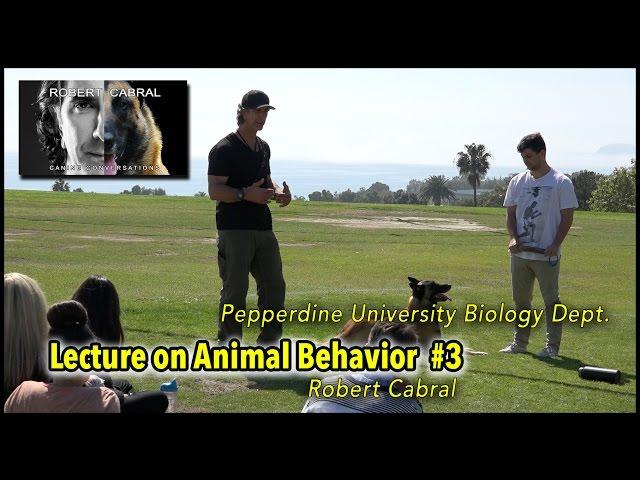 Pepperdine Lecture Clip 3 - Canine Behavior