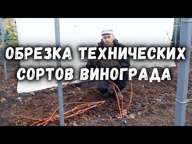 Обрезка и формировка технических сортов винограда