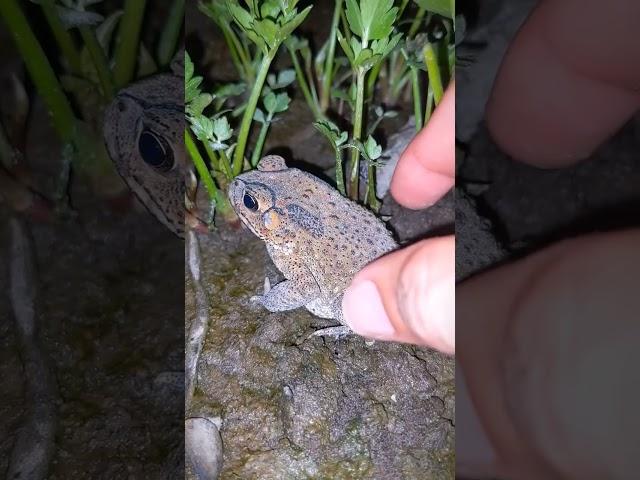 Boing boing the frogs how catch frogs funny | tep longheng funny