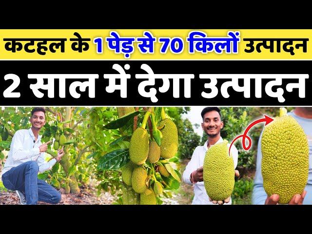 वियतनाम कटहल की खेती 2 साल में उत्पादन // Vietnam super early Jackfruit Farming // Kathal Ki Kheti