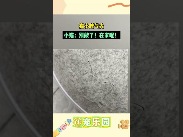 猫小脾气大 小猫：別敲了！在家呢！ #宠乐园 #轻松一刻 #动物