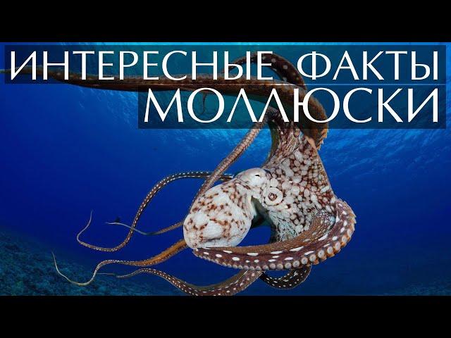 Моллюски - интересные факты