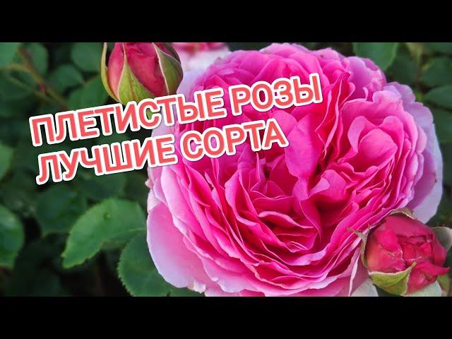 ПЛЕТИСТЫЕ РОЗЫ. ОБЗОР ЛУЧШИХ СОРТОВ.