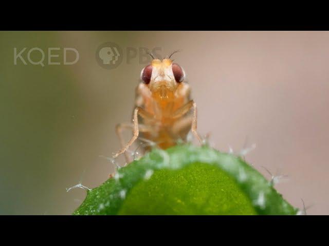 Leaf Miner Fly Babies Scribble All Over Your Salad | Deep Look