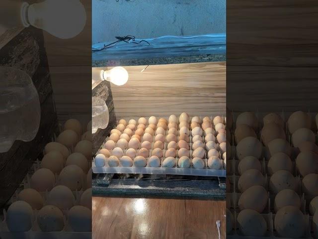 Egg incubator-200 eggs