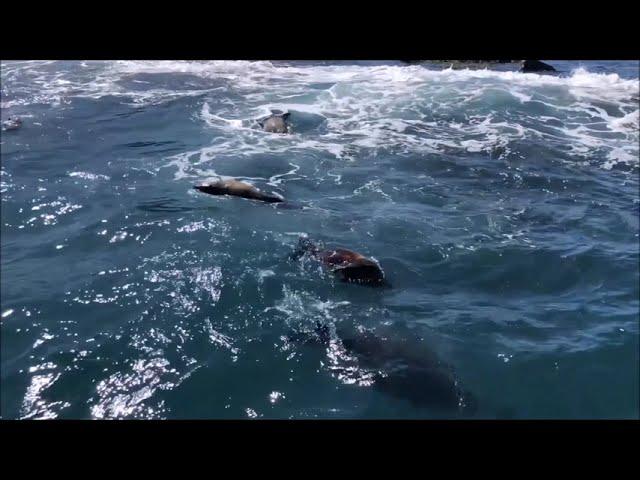 Seal Watching - Phillip Island