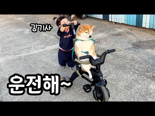 걷기 싫어서 자전거 타고 다니는 시바견 ㅋㅋㅋ