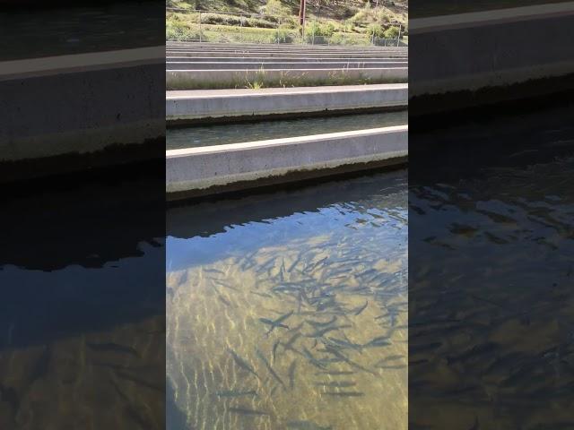 BIGGER FISH! RV to the Lewiston, CA Fish Hatchery! Almost ready for release! @somedayistodayrv