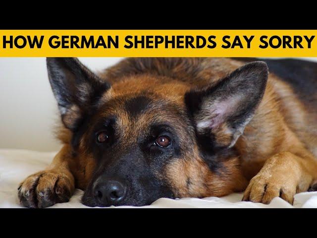 How Do German Shepherds Apologize to Humans?