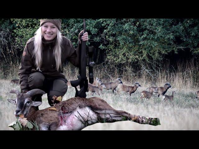 Erstes Jagdvideo! Jagd auf Muffelwild! Jagen mit Jungjägering! Erster Abschuss und dann sowas! Jagd