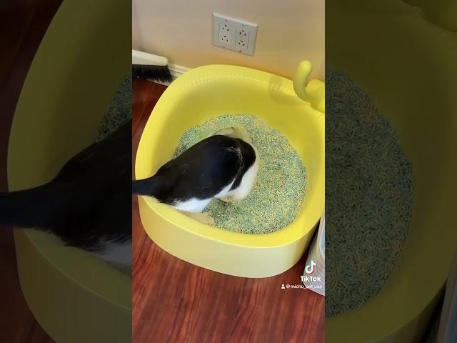 Colored Tofu Litter with Pineapple Litter Box! There’s the happy cat #cat #mycat #catvideos #michu