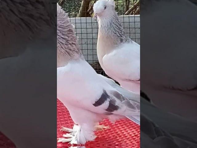 Top 5 fancy pigeon not four sell #pigeon #fantailpigeon  #viral #short