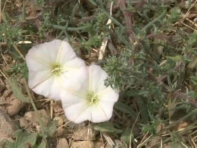 Noxious Weeds of Wyoming