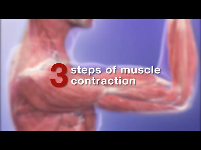 Visible Body: Learn | How does a muscle contract?