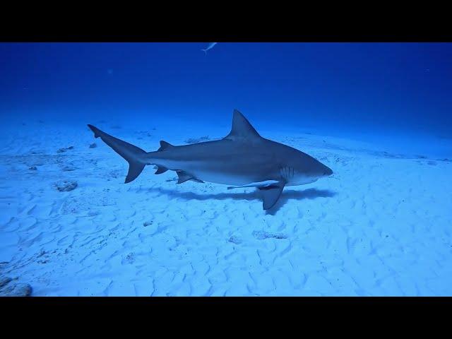 Sharks, PDC, México (11.3.2025)