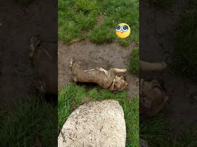 Dog Takes Mud Bath. Otis, the french bulldog, goes wild for mud!