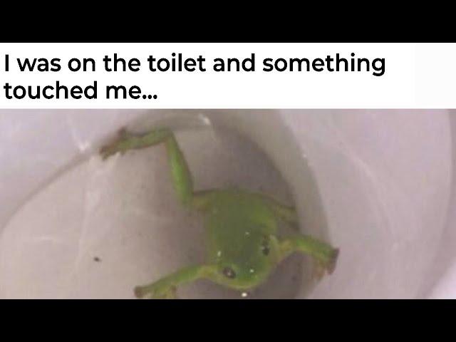 Frog Memes