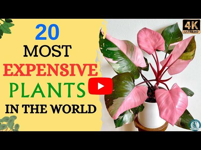 20 Most Expensive Indoor Plants | Rare Houseplants |  Expensive Plants Around The World 🪴️